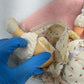 CUTE Preowned LOT Play Baby Dolls Soft Bodied & Rubber Russ Handmade Mattel - Warehouse Toys